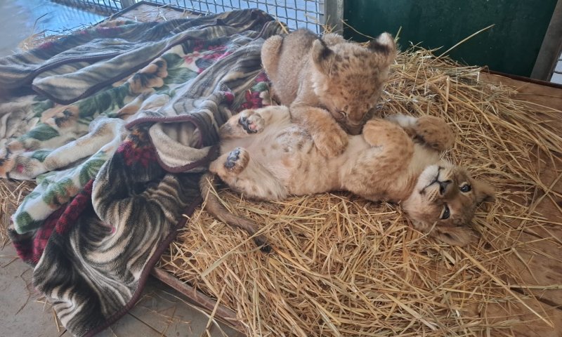 ברשות הטבע והגנים עדכנו: הקופים שחולצו מהפזורה במצב קשה