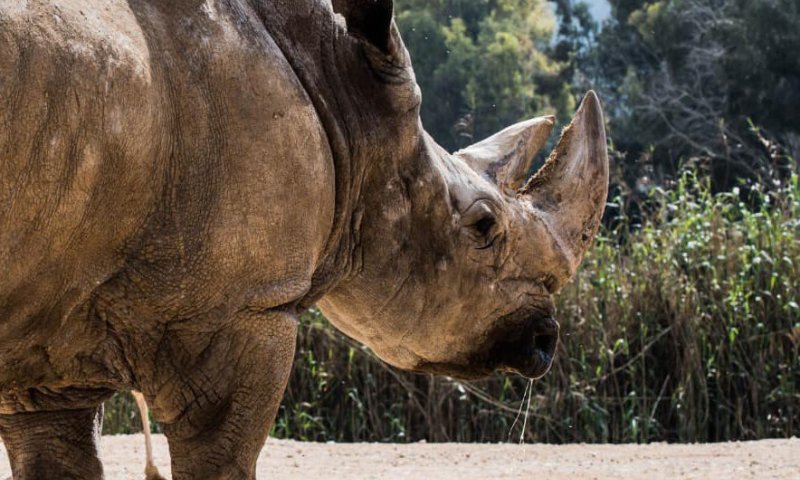 היה שלום: מת הקרנף הוותיק בגן החיות התנ"כי