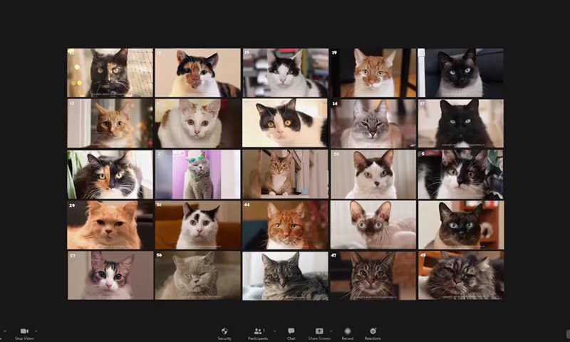 הכי מוצלח עד עכשיו: זום החתולים של מרצ. צפו