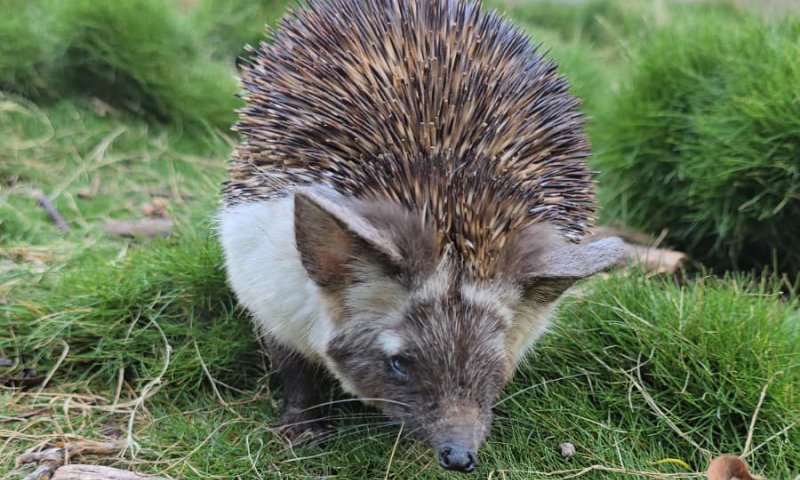 תיעוד: קיפוד מדבר פצוע טופל בבית החולים של הספארי