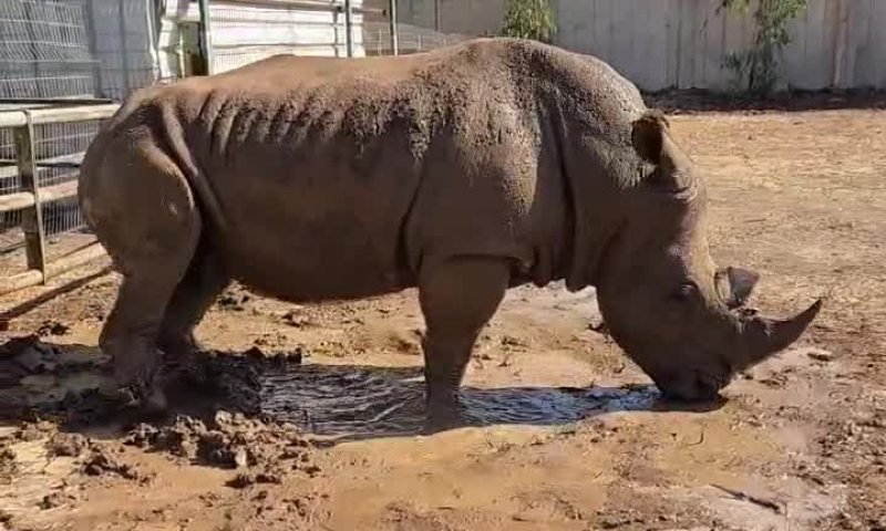 חם בקיץ? זו הדרך בה הקרנף מקרר את עצמו