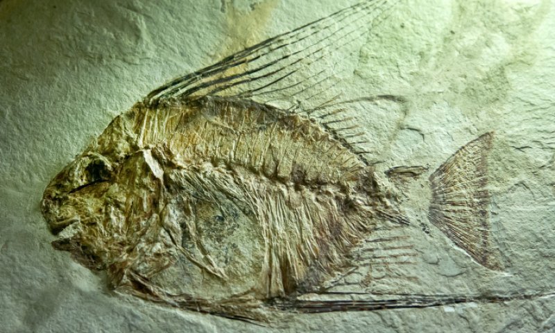 קצר על הפרשה | מאובנים הם סוג של ספר קודש