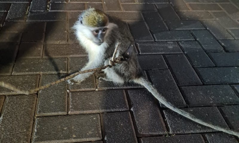 כמה רוע: קוף נוסף אותר במזכרת בתיה כשהוא קשור לעץ