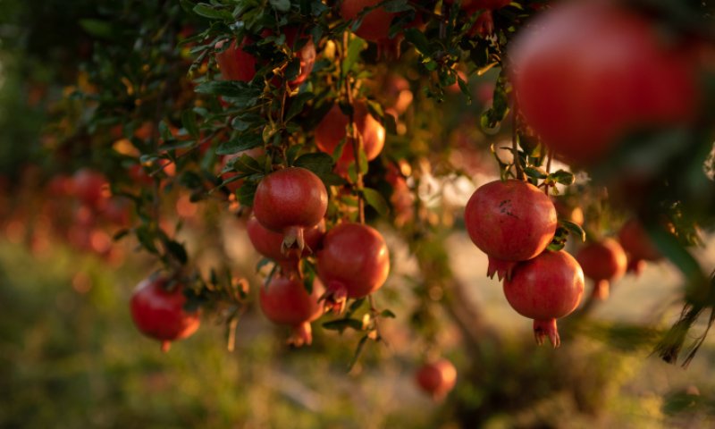 שפת הסימנים של ראש השנה יכולה לחבר את העם