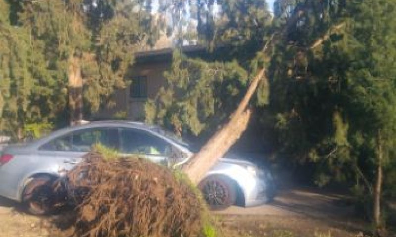 צפו: עץ נעקר מהמקום וקורס ליד אנשים