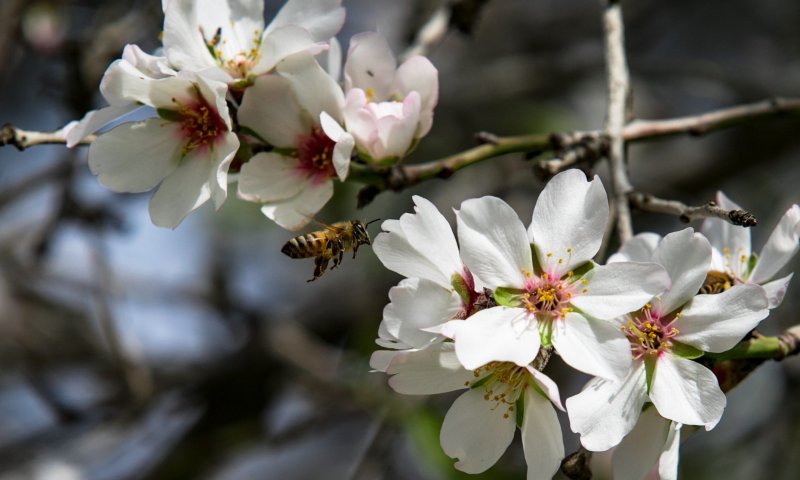 לצמוח מתוך הקושי: דבר תורה קצר על ט"ו בשבט