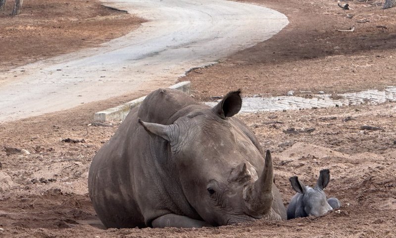 הכירו את רעי: גור הקרנפים באמבטיית בוץ ראשונה