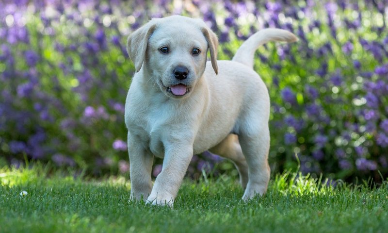 אישום: חתך אוזניים לגורי כלבים והעלה לטיקטוק