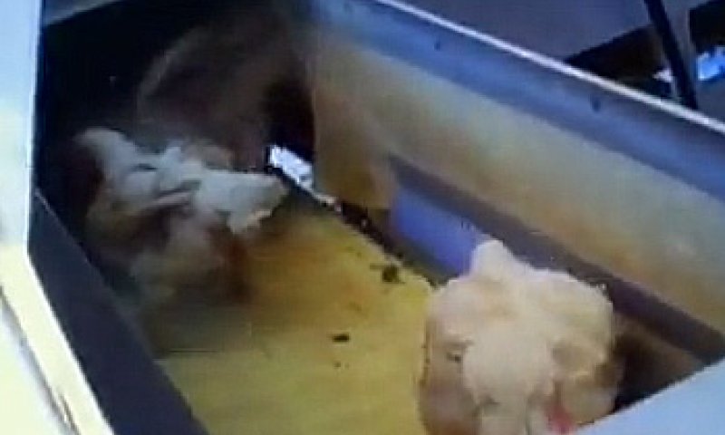 משרד החקלאות השבית את משחטת זוגלובק