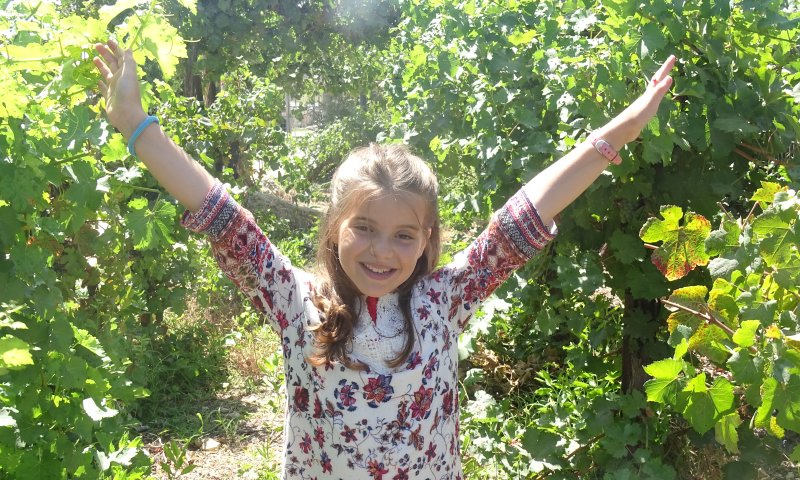 היסטוריית היין: פסטיבל הבציר בגוש עציון יוצא לדרך