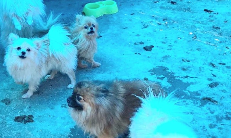 כלבים גנובים וסמים נתפסו בבית משפחת פשע בחדרה