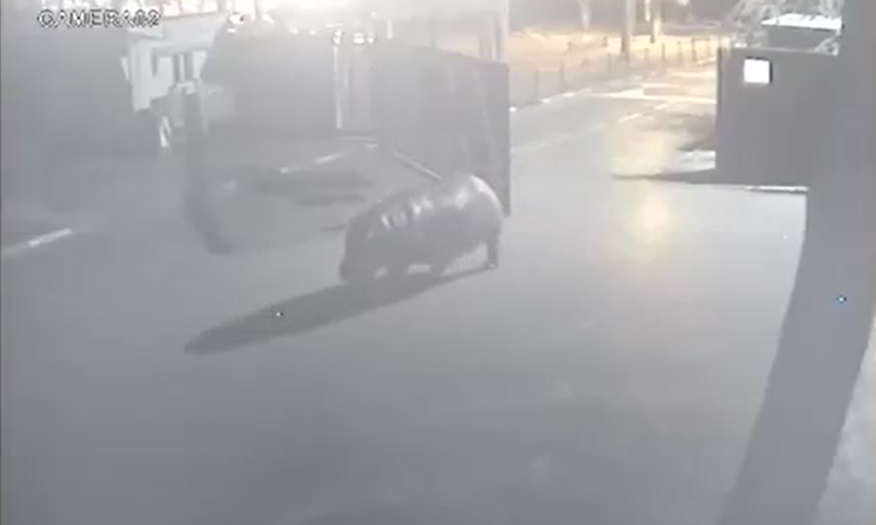 הלוך ושוב: היפופוטם ברח מהספארי- והתחרט