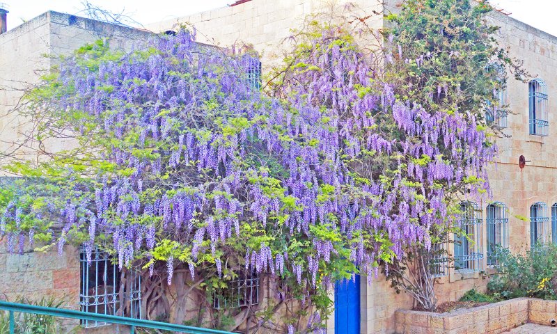 ירושלים: 3 ילדים הורעלו מאכילת פרי ויסטריה