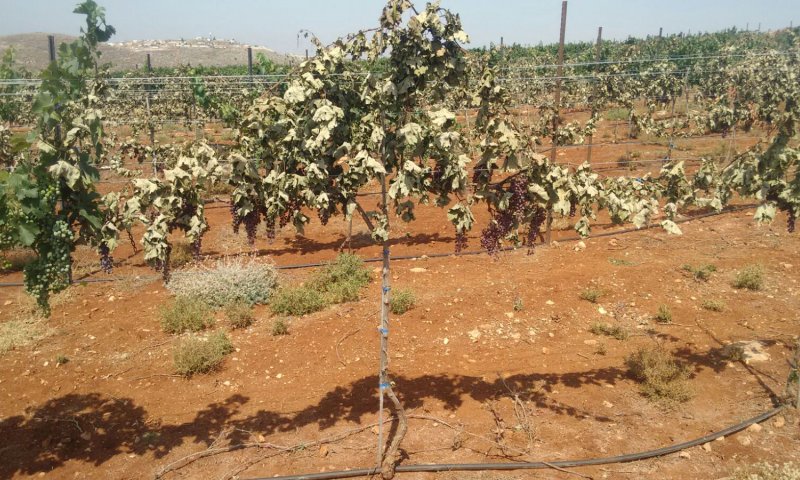 הטרור החקלאי: עוזרים לצביקי לשקם את הכרם
