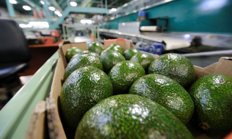 חדש: החקלאים יוצאים למאבק בתופעת הגניבות