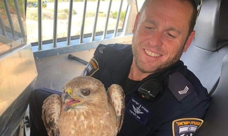 עוף דורס ניצל מדריסה על ידי השוטרים