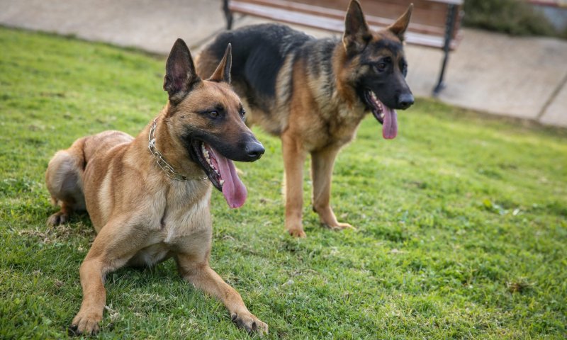 נקבע מותה של פעוטה שננשכה מכלב בקריית ביאליק