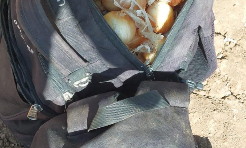 עמק יזרעאל: חשודים גנבו עשרות ק"ג של יבול &ndash; ונעצרו