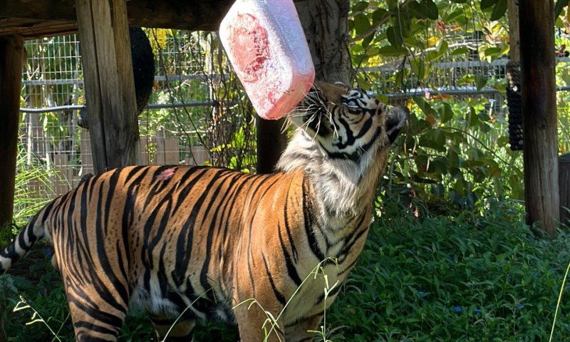 בלי הנחות: כדי להגיע לשלגון הטיגריס צריך לקפוץ