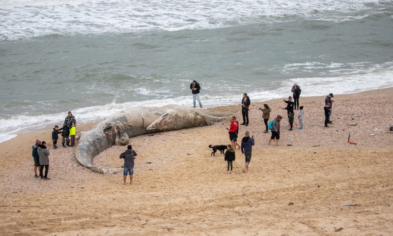 זיהום נרחב בחופים; מחר- פתיחת המשק | סיכום שבת