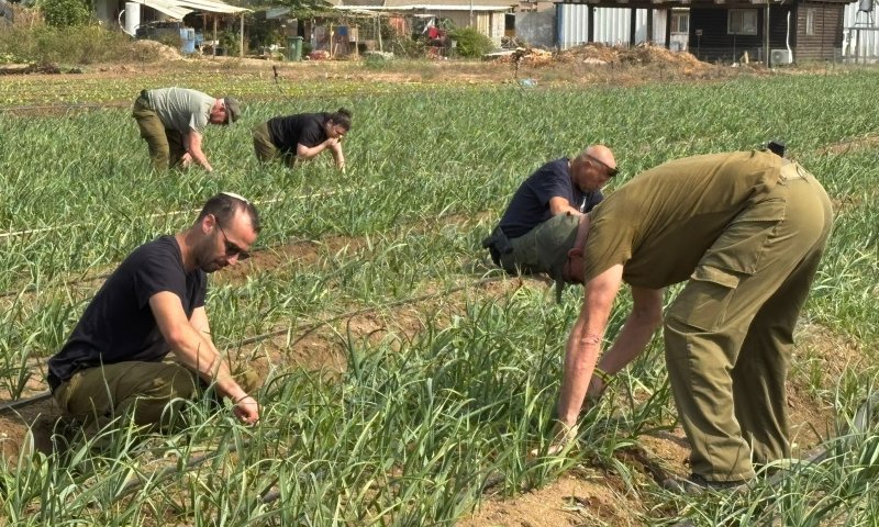 המסע של אוגדה 98: משנתיים של קרבות לעבודה בשדות