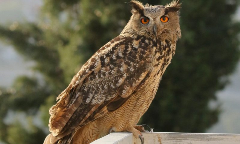 מתחת לקבר של חובב טבע: קינון של עוף נדיר מאוד