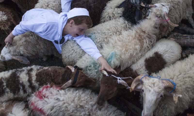 אילו קרבנות נקריב כשהחיות יועלו לדרגת אדם?