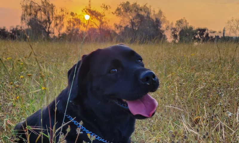 לזכרה של בוניטה: המשטרה הנציחה את הכלבה שנרצחה