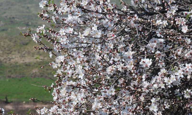 טיול חורפי: בעקבות שבעת המינים והשקדייה