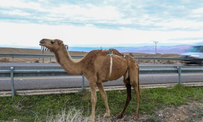 רכב התנגש בגמל, 2 פצועים במקום קל וקשה