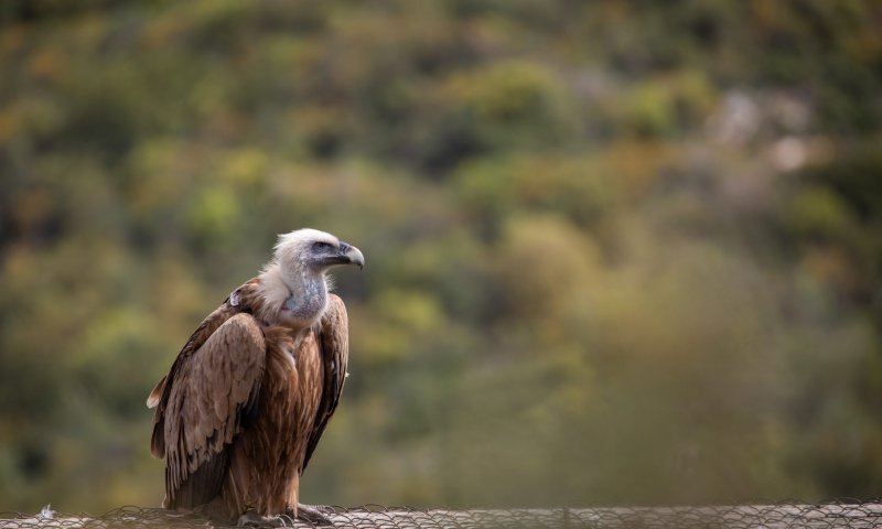 בשורות מעודדות: עלייה במספר הנשרים בישראל