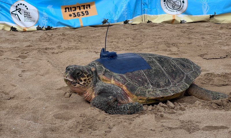 אחרי תקופת שיקום: חמישה צבי ים הוחזרו לטבע. צפו