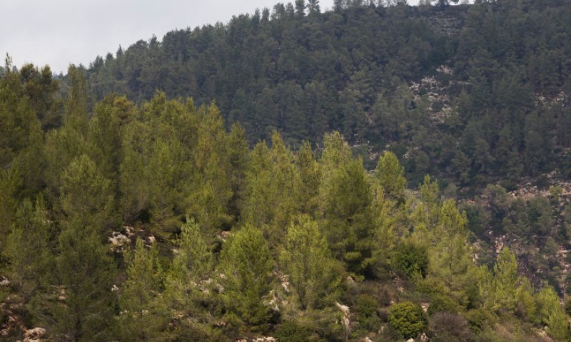גופת גבר נמצאה ביער ירושלים