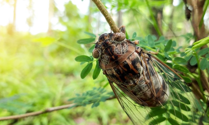 מכת חרקים בארה"ב: אלפי ציקדות פקדו את וושינגטון