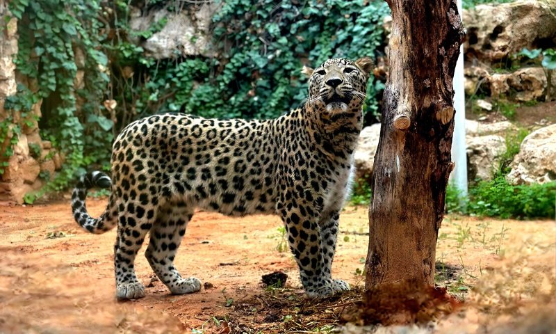 טרגדיה בגן החיות התנ"כי: נמר תקף עובד; מצבו קשה