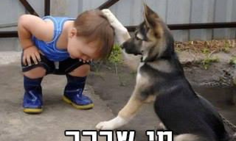 מצעד דוסים מצייצים 50: הממים הכי טובים של השבוע