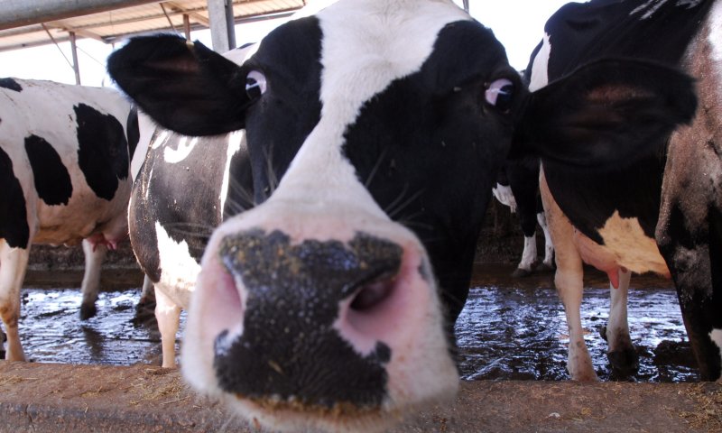 "מי שאוכל דברי חלב בחג &ndash; מסייע ביד עוברי עבירה"