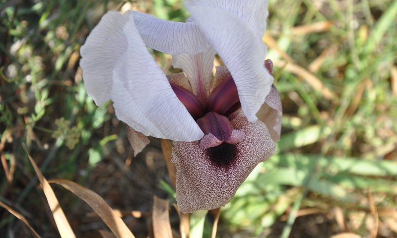 אירוס השומרון הנדיר החל לפרוח. אל תפספסו