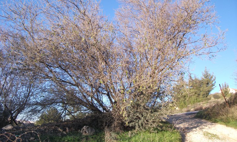 יומן בחירות: ש"ס תוקפת, שקד מבליגה, השקדיה פורחת
