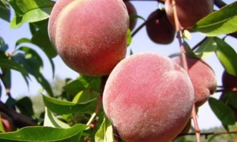 חורף מבורך: צפוי גידול של 20% ביבולי פירות הקיץ