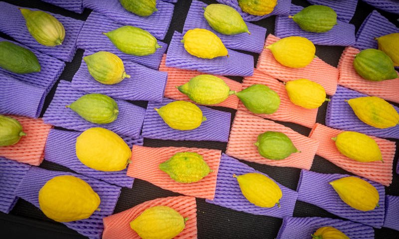 סערת האתרוגים בצה"ל