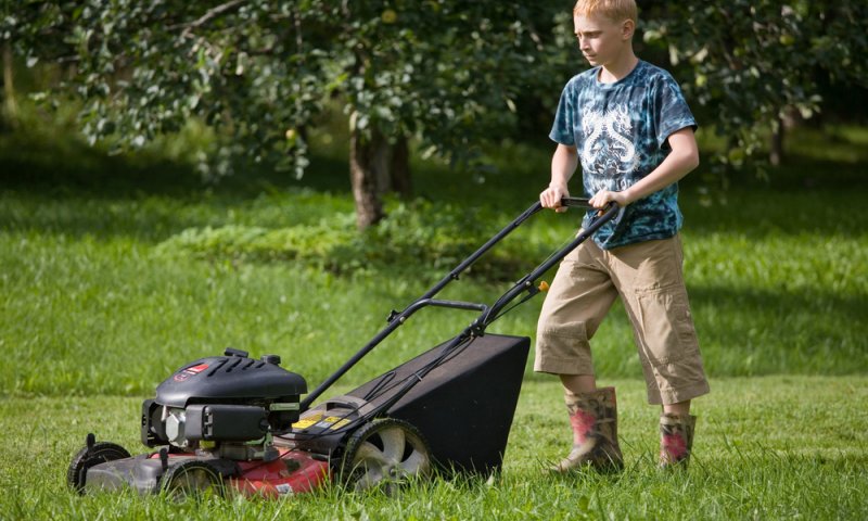 מבולבלים? מדריך שמיטה מקוצר לגינה הפרטית
