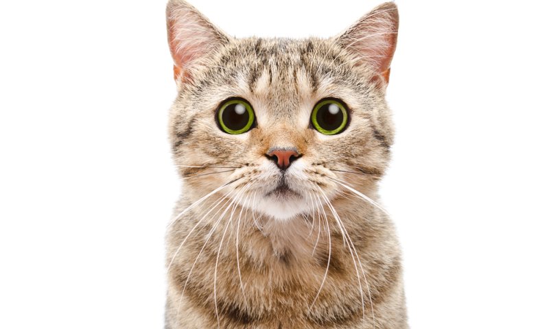 שו"ת: נראה תמים? החתול הוא הרוצח הכי חמוד בעולם