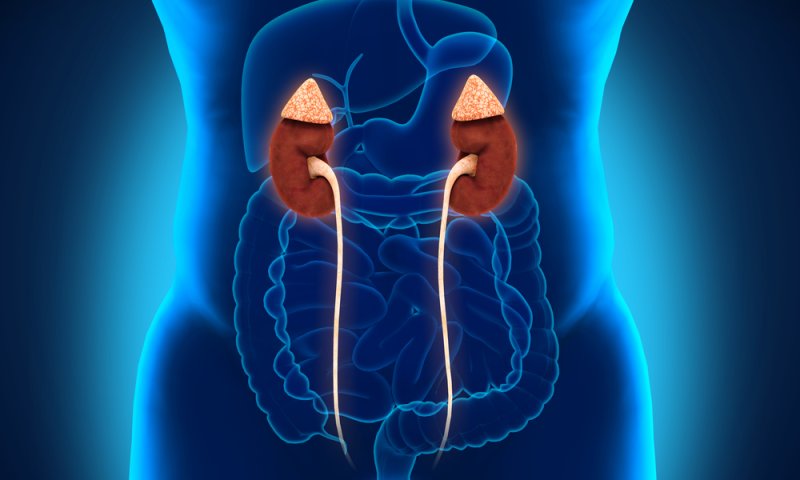 כל מה שרציתם לדעת על סרטן הערמונית