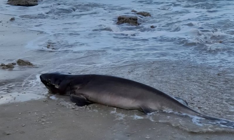 אירוע חריג בנתניה: כריש ממין נדיר הופיע על קו החוף