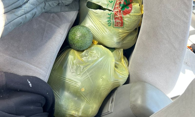 ערבי גנב 192 ק"ג אבוקדו ונתפס רק אחרי מרדף