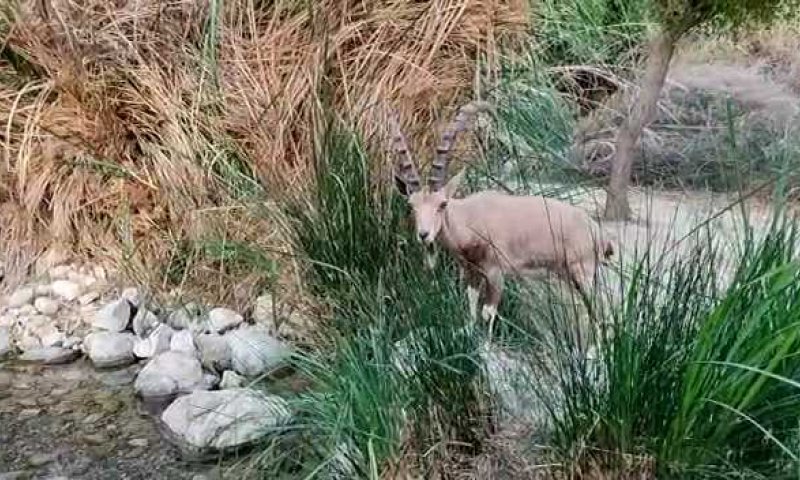 יום ראשון לסגר: היעלים השתלטו על נחל עין גדי