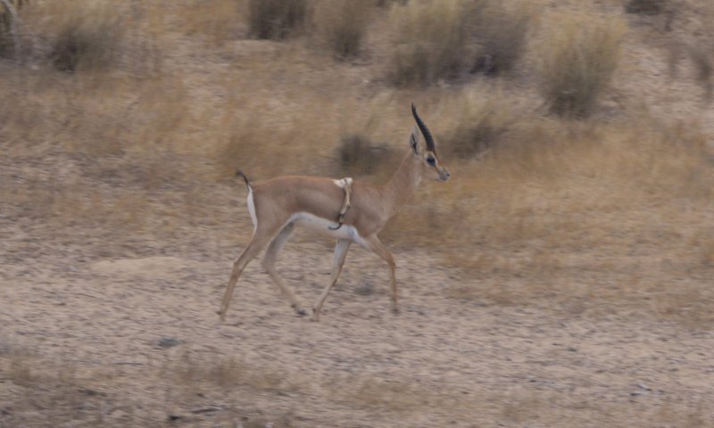 מראה נדיר: הצבי בעל ששת הרגליים תועד שוב בנגב