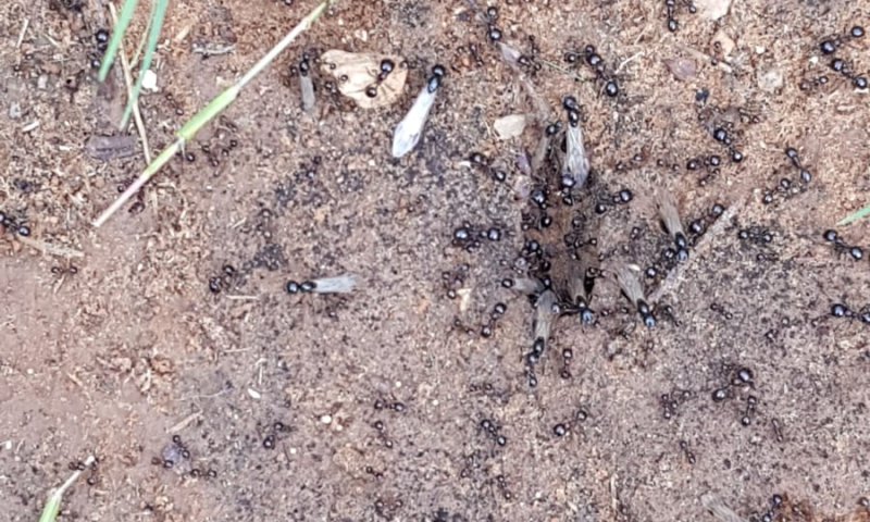 ראיתם נמלים מעופפות? זה חלק ממעוף הכלולות