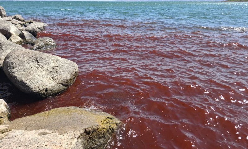 כתמים אדומים הופיעו בכנרת; רשות המים בהודעת הבהרה